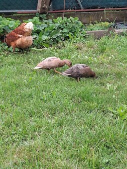 Zdrobnené kačky - 3