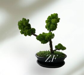 Machové bonsaje - 3