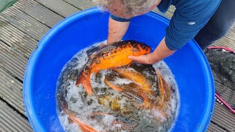 koi kapre predaj - 3