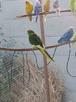 Predám kakarikov - 3