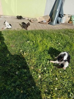 Darujem Mačiatka - 3