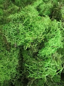 Dekoračný mach - 3