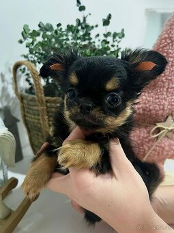 Čivava s PP ( fenka Matilda ) - 3