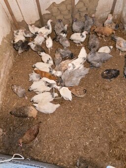 Nosnice 6 mesačne - 3