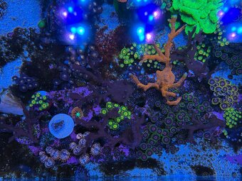 Zoanthus Rasta 10+ polypov - 3