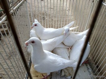 Poštové holuby - 3