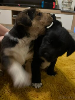 Predám šteniatka - 3