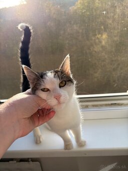 Stráženie psov a mačiek - 3