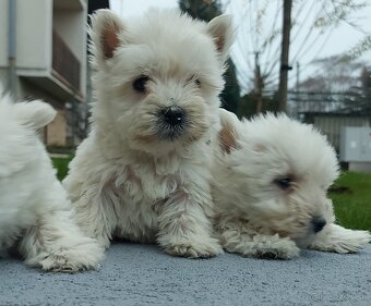 West - Westik na predaj - 3