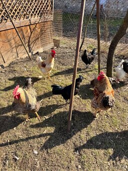 Predám kohútov - 3