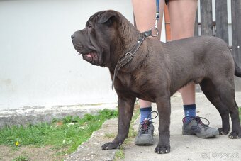 crossbreed molosser - 3