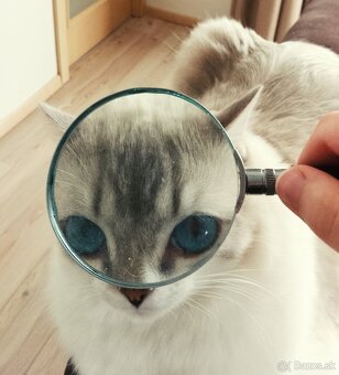 Ragdoll - 3