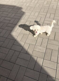 MINI Maltezak - 3
