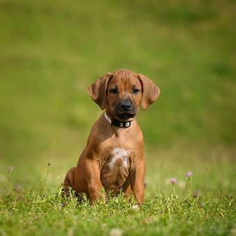 Šteniatka Rhodesian Ridgeback - 3