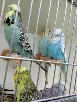 Vystavne andulky,duhove andulky - 3