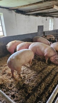 Prasata na predaj - 3