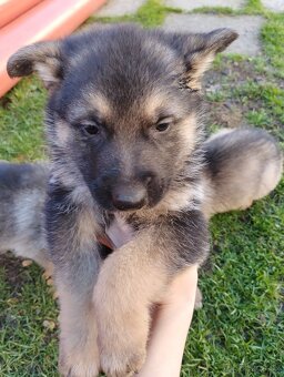 Nemecký ovčiak - 3