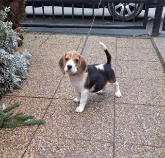 Beagle, bígel, bígl - 3