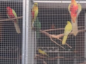 Papagáj Královský žltý predaj - 3