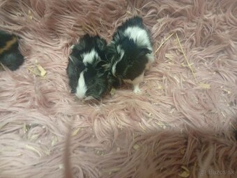 Morské prasiatka - 3