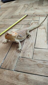 Predam rocnu Agamu Bradatu - 3