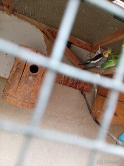 Andulky a korely - 3