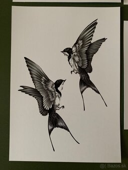 Obrázky lastovičiek, korytnačka - 3