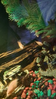 Cichlidy albino biela - 3