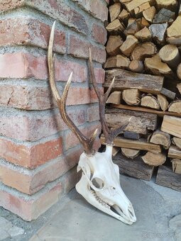 Trofej jeleňa Sika - 3