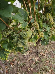 Vinica v Pukanci - 3