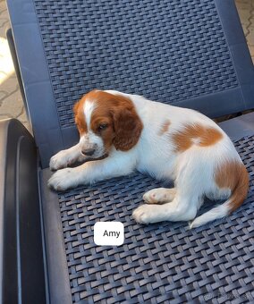 Welsh springerspaniel - 3