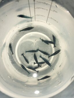 🦐KREVETKY🦐 Neocaridina 💙Blue Dream💙 - 3