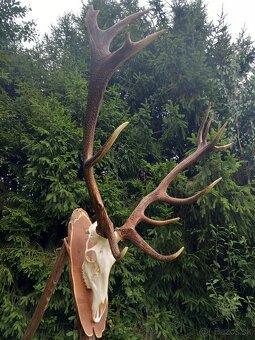 Trofej_parohy_parožie_zhody_jeleň - 3