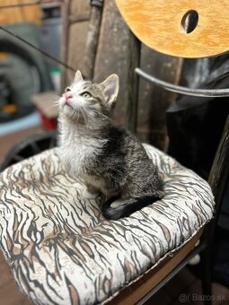 Darujem mačiatka - 3