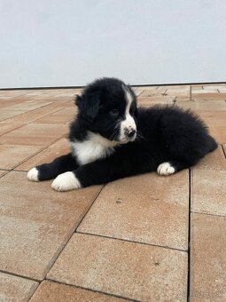 AustralakxBorderkolia - 3