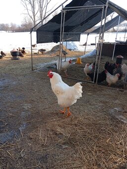 Kohút plymutka biela - 3