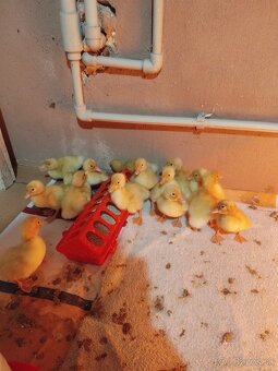 Brojlerove kačice - 3