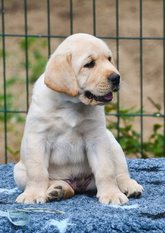 Labrador steniatka s PP - 3