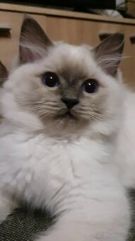 Blue Point Ragdoll - 3