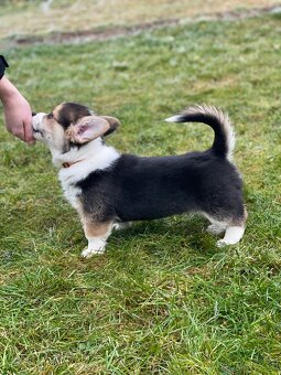 Alf Tatra Majesty z Tatra Majesty - (Welsh Corgi Pembroke) - 3