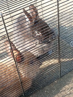 Predám králiky - 3