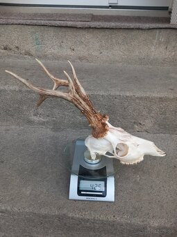 Srnčie trofeje - 3