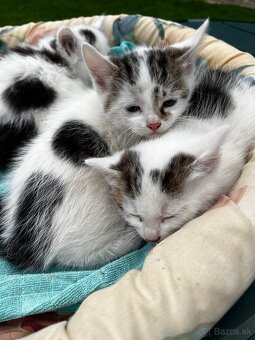 Mačiatka - 3