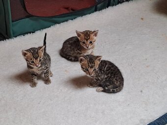 Bengalske maciatka s PP - 3