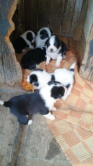 Karelsky Medvedí pes - 3