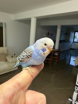 Andulka Maznačik krotká - 3