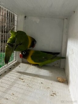 Predam Agapornisou škraboškovich - 3