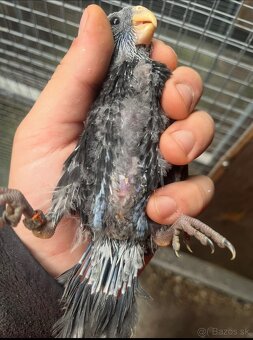 Rozely parana na ciernomodre - 3