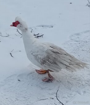 čínske kačice - 3