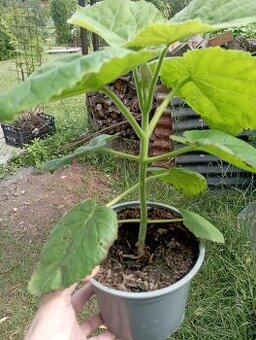 Predám sadenice paulownie - 3